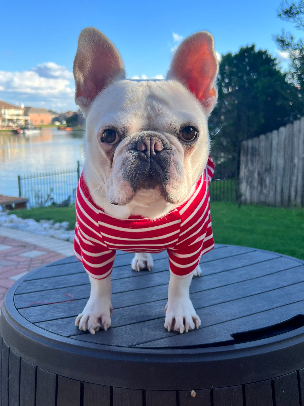 Red Thread Frenchie Red Striped Owner and Pet Family Matching Set – fit-frenchie.com