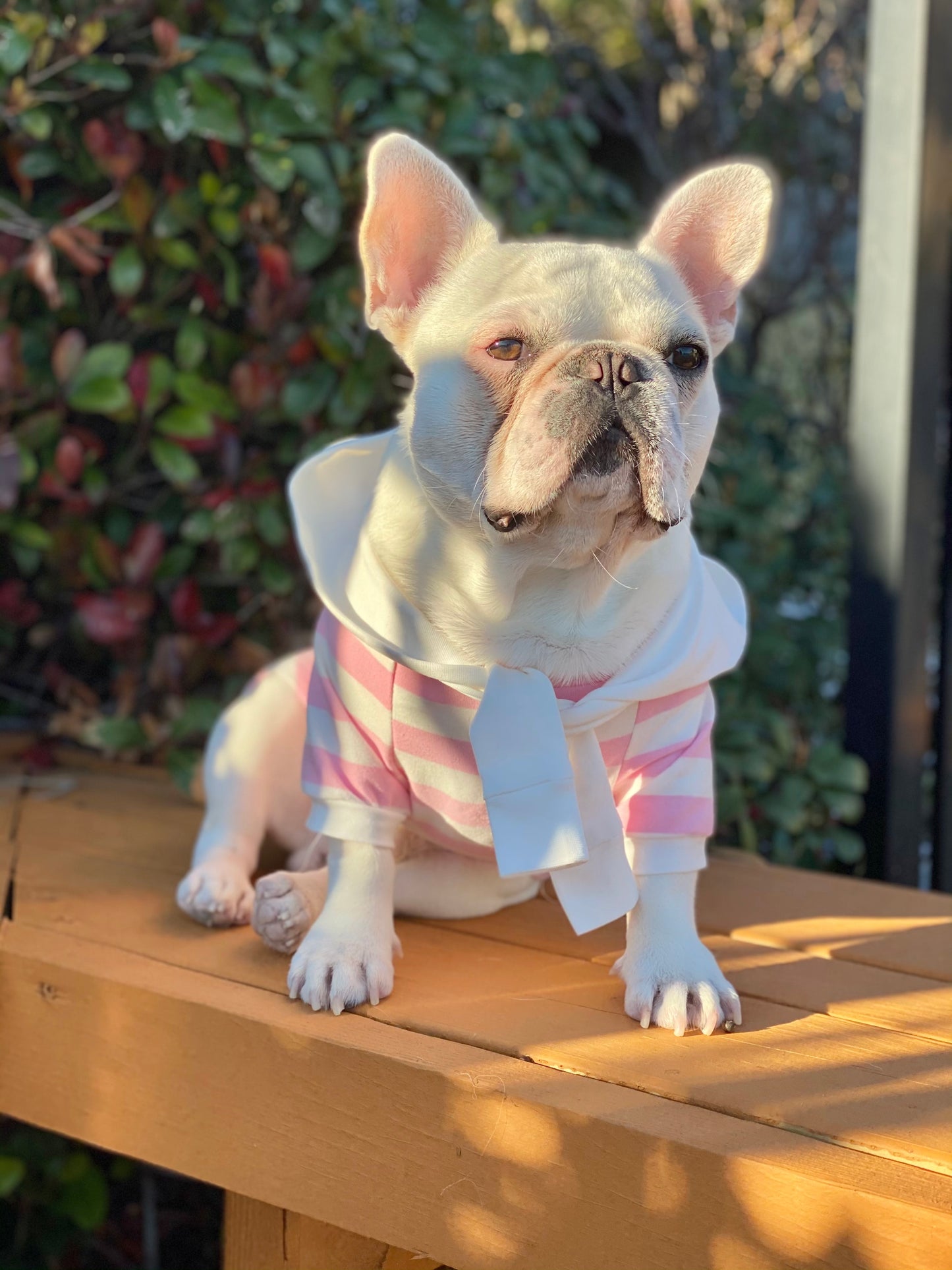 Pink Striped Hoodie Owner and Pet Matching Set