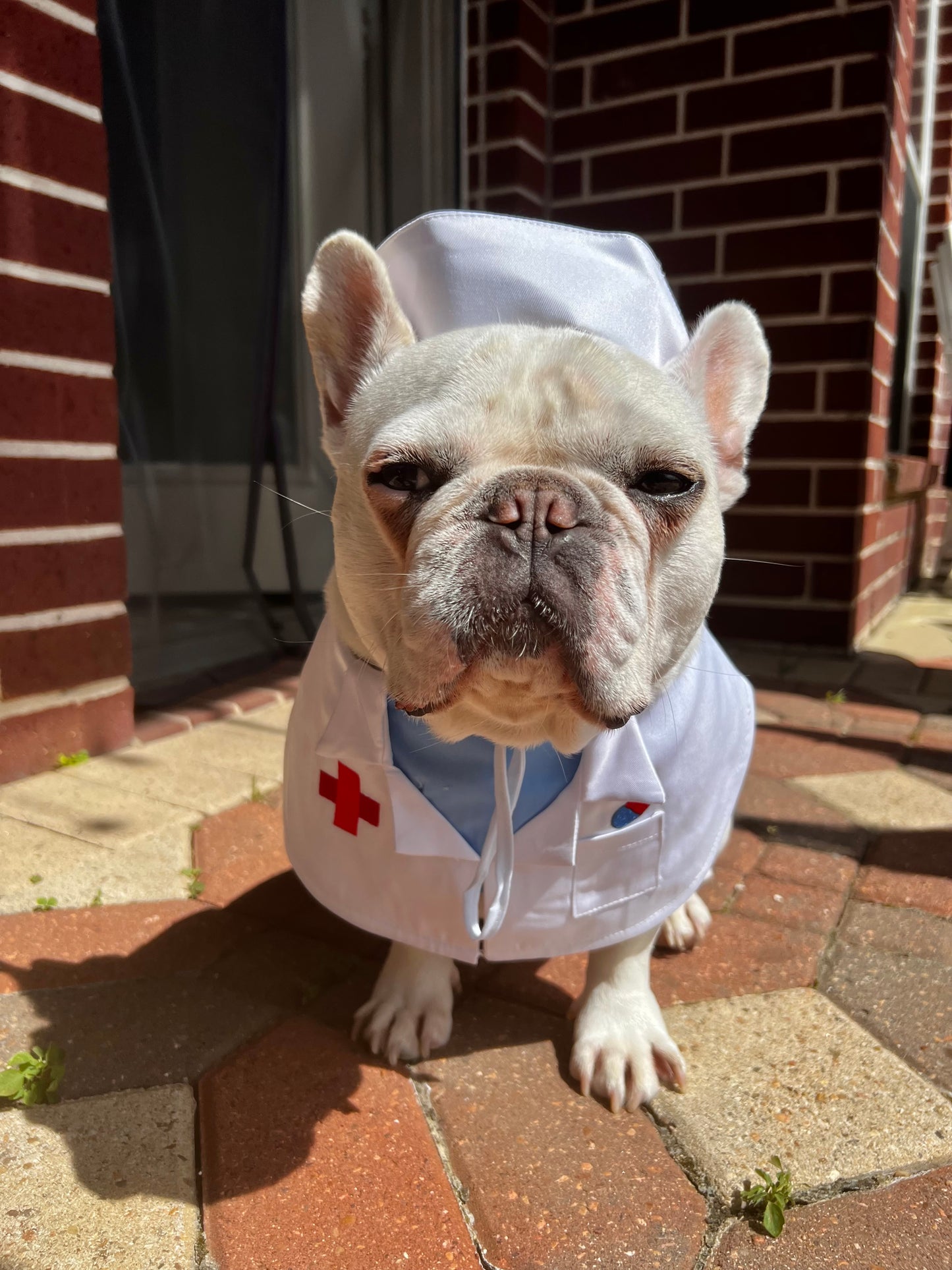 Doctor Veterinarians Bandana Bib and Hat Pet Costume Set