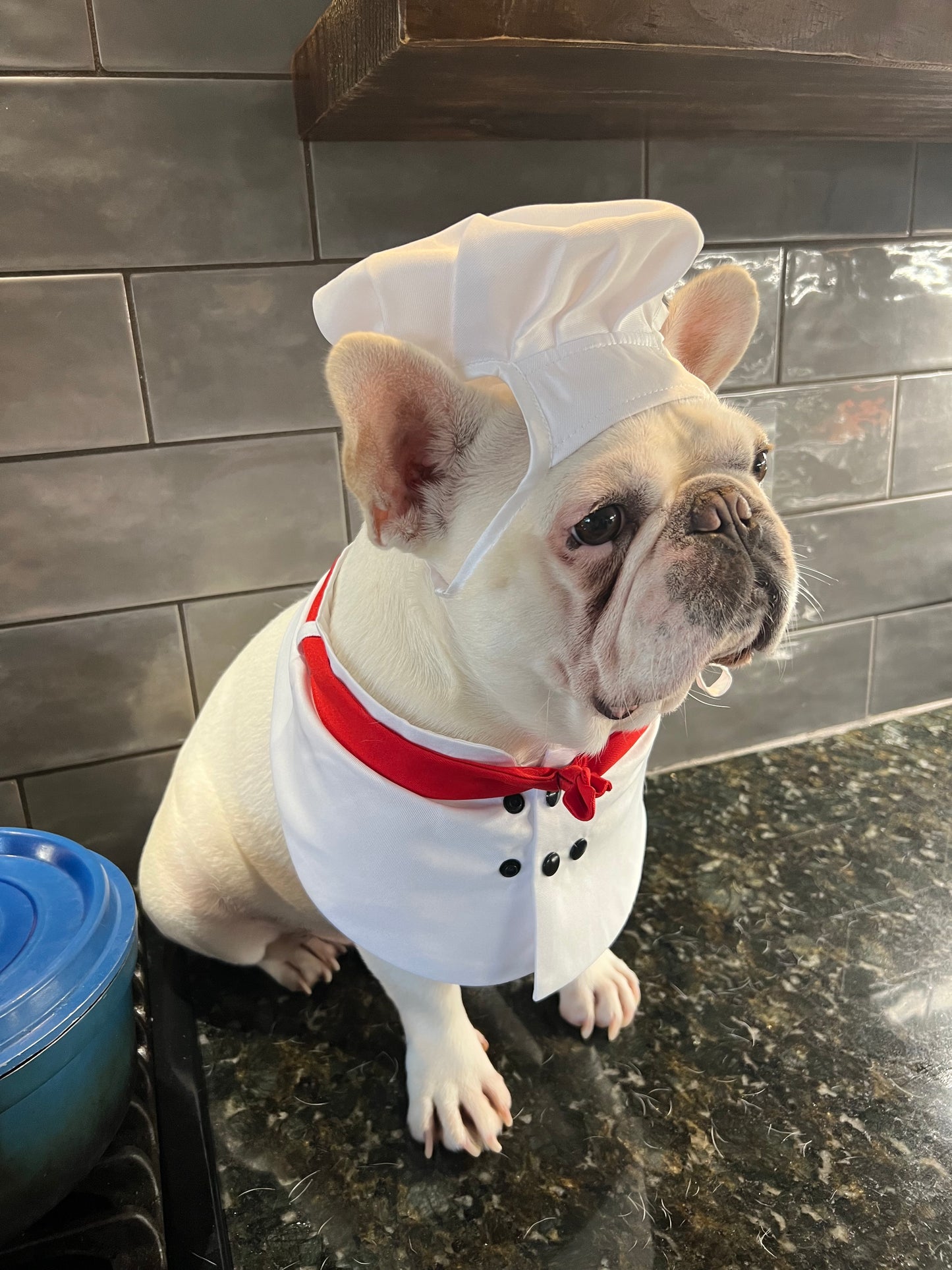 Halloween Chef Dog Cat Pet Costume