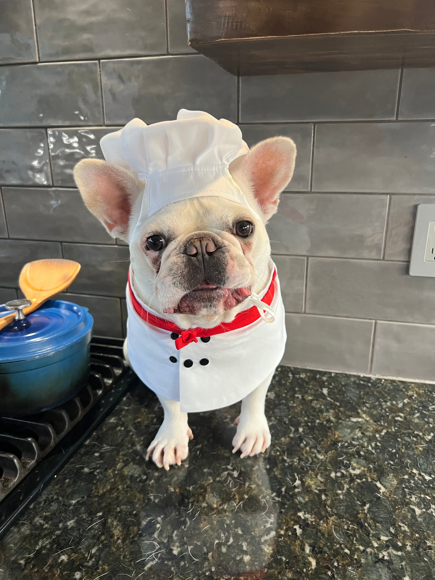 Halloween Chef Dog Cat Pet Costume