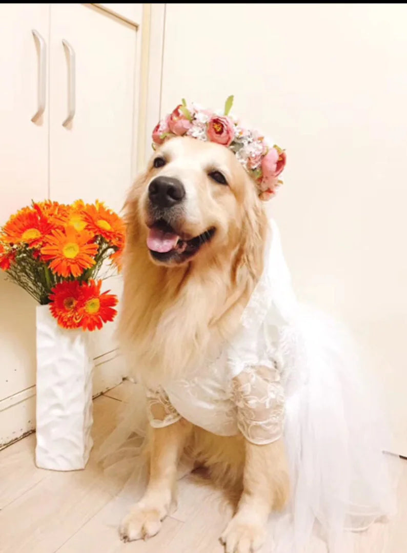 Wedding Gown Lace Dress Embroidered Chiffon Evening Dress fit-frenchie.com Wedding Gown Lace Dress Embroidered Chiffon Evening Dress fit-frenchie.com