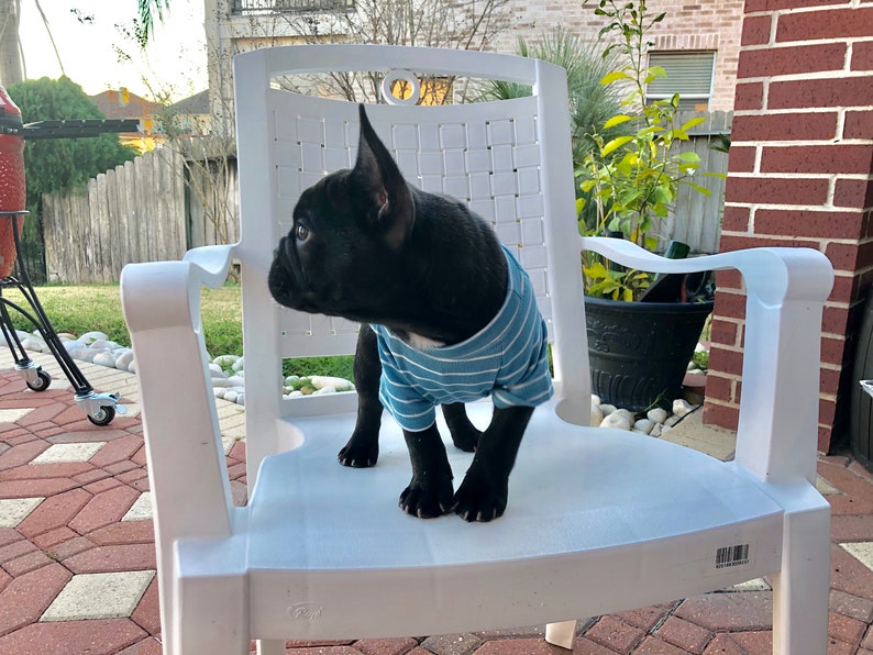 Blue White Striped Embroidery Owner and Pet Matching