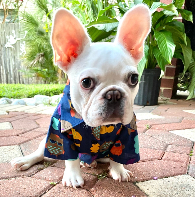 Night Owl Owner and Pet Matching Button Shirt / Bandana