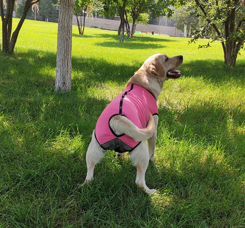 Big Dog Mesh Summer Recovery Post Surgical Skin Protector Bodysuit