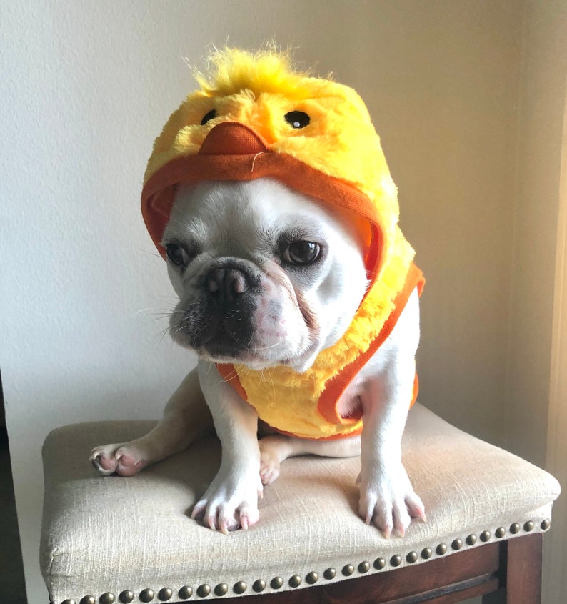 Little Yellow Duck Chicken Hen Pullover Hoodie