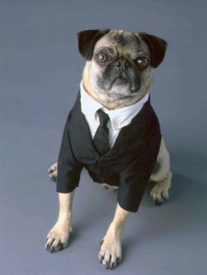Frank the Pug Dog Costume Black Suit Custom Made