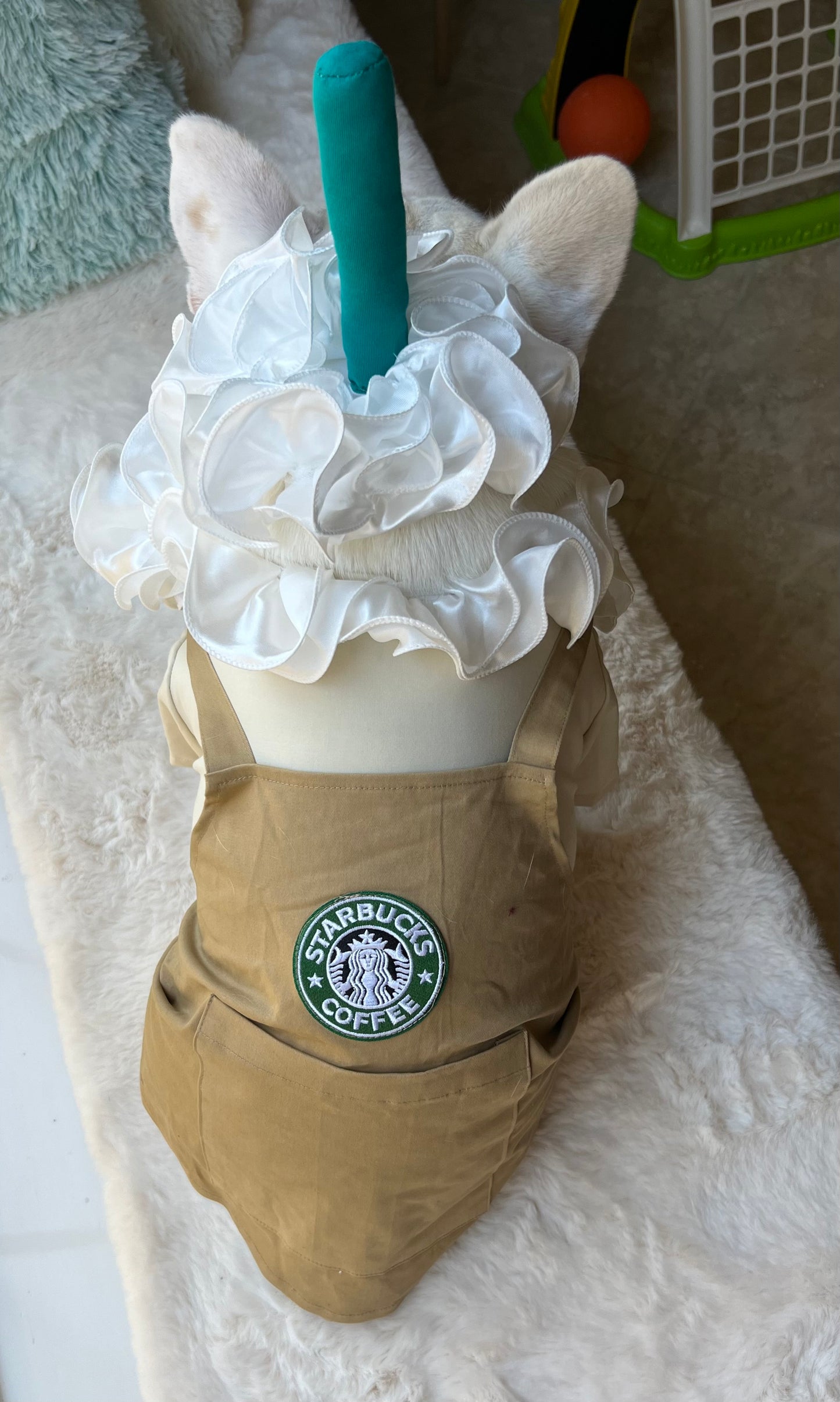 Frappuccino Puppy Latte Costume